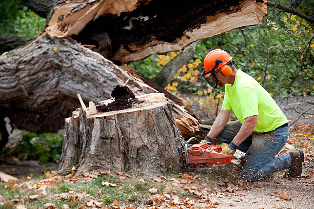 Tree Health Inspection in Phelan, CA